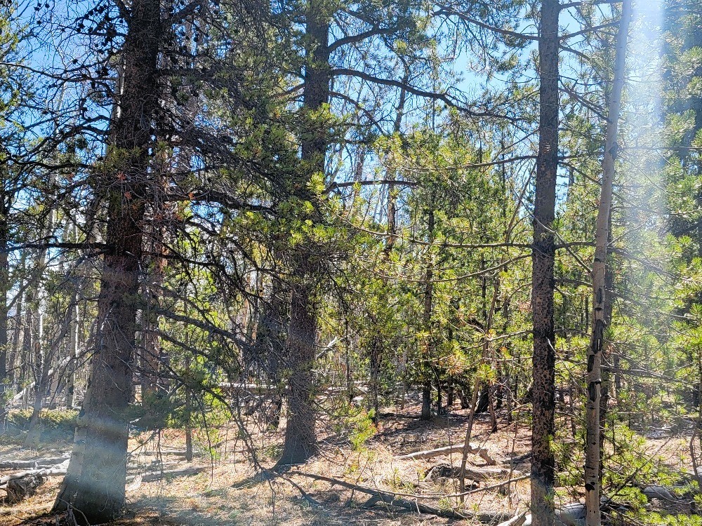 162 Thick Spike Road Fairplay, CO 80440 - Photo 39 of 49 a backyard of a house with lots of green space