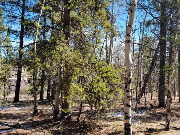 a view of a yard with trees in the background