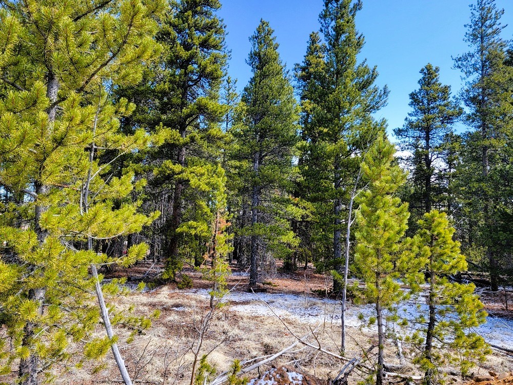 162 Thick Spike Road Fairplay, CO 80440 - Photo 4 of 49 a backyard of a house with table and chairs