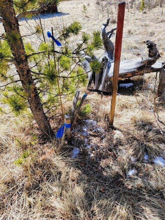 162 Thick Spike Road Fairplay, CO 80440 - Photo 42 of 49 a view of under a tree