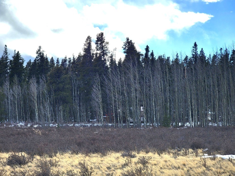 162 Thick Spike Road Fairplay, CO 80440 - Photo 44 of 49 a view of a yard with trees in the background