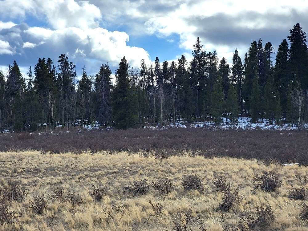 162 Thick Spike Road Fairplay, CO 80440 - Photo 47 of 49 a view of a yard