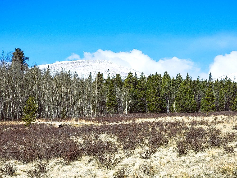 162 Thick Spike Road Fairplay, CO 80440 - Photo 5 of 49 a view of large trees with a big yard