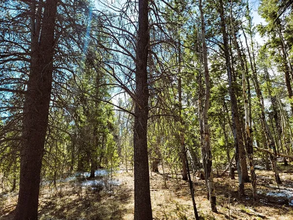 a view of forest