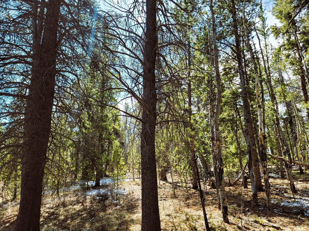 162 Thick Spike Road Fairplay, CO 80440 - Photo 6 of 49 a view of forest