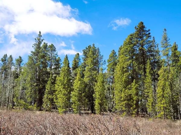 a view of a bunch of trees