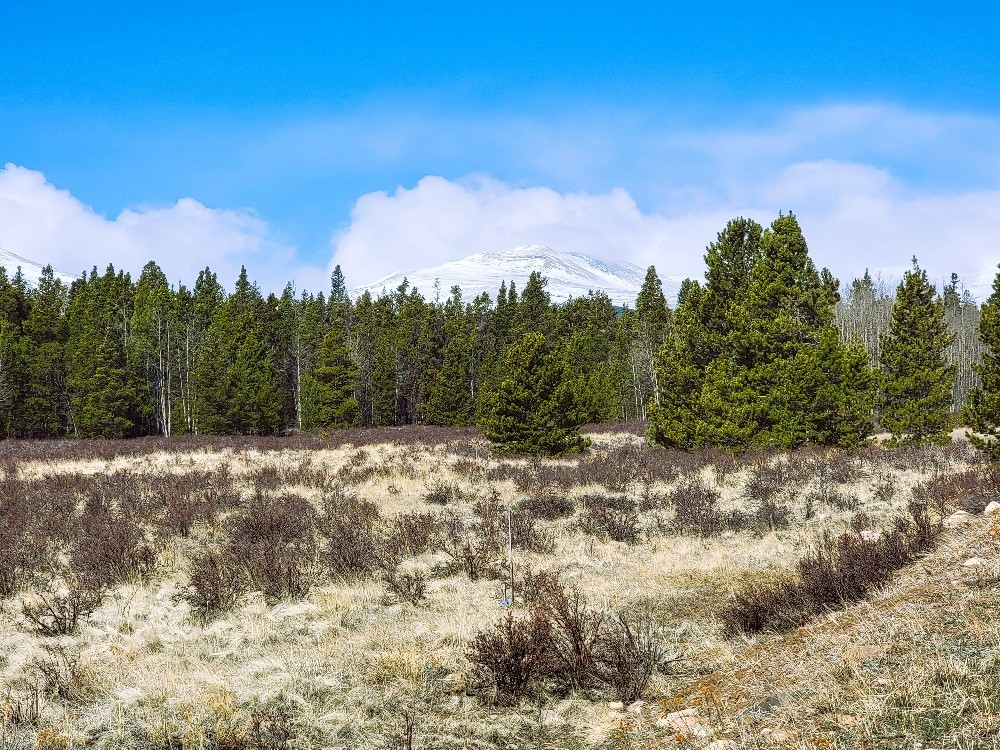 162 Thick Spike Road Fairplay, CO 80440 - Photo 8 of 49 a view of a yard with a tree