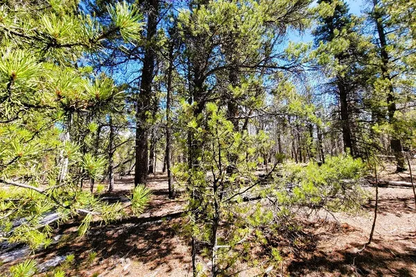 a view of a forest with trees