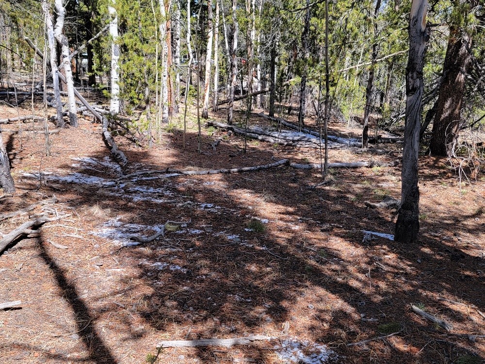 162 Thick Spike Road Fairplay, CO 80440 - Photo 10 of 49 a view of a forest with trees
