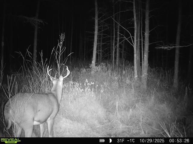 Bogus Road Deerbrook, WI 54424 - Photo 10 of 78