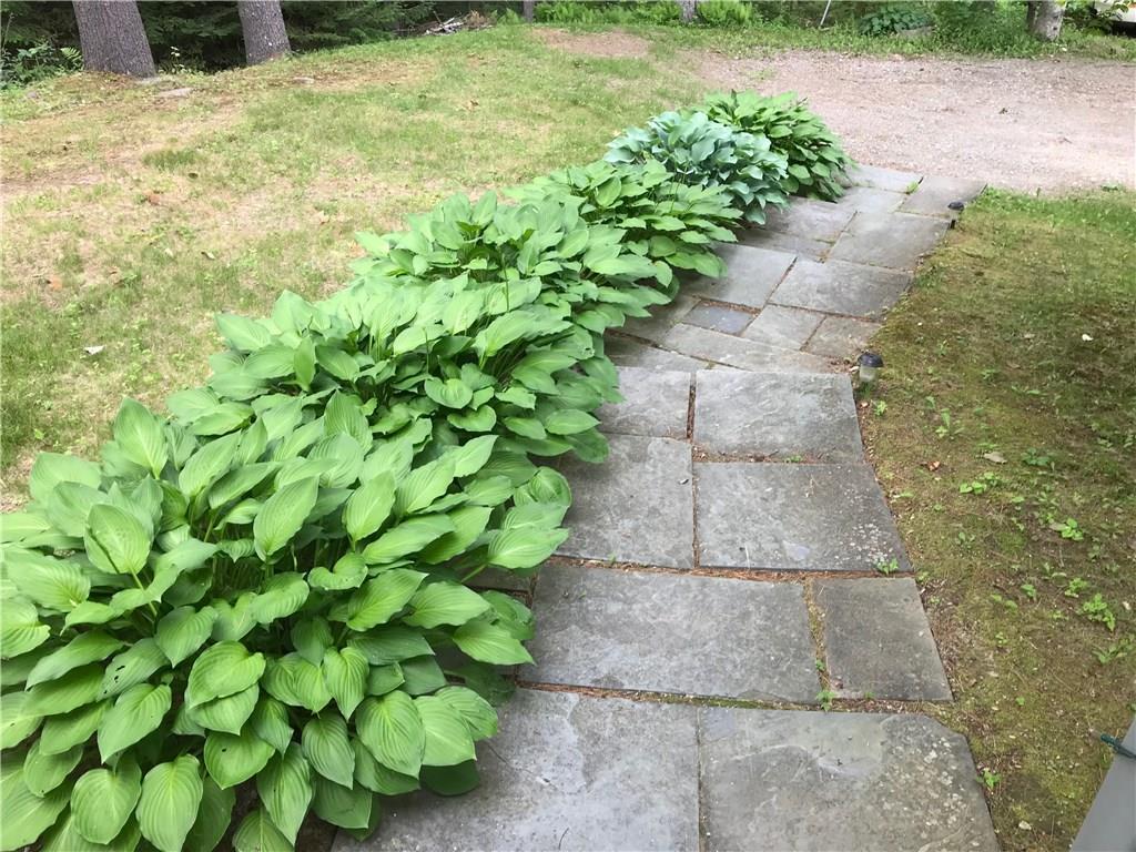 481 Dutch Neck Road Waldoboro, ME 04572 - Photo 5 of 32 A great walkway lined by mature hostas.