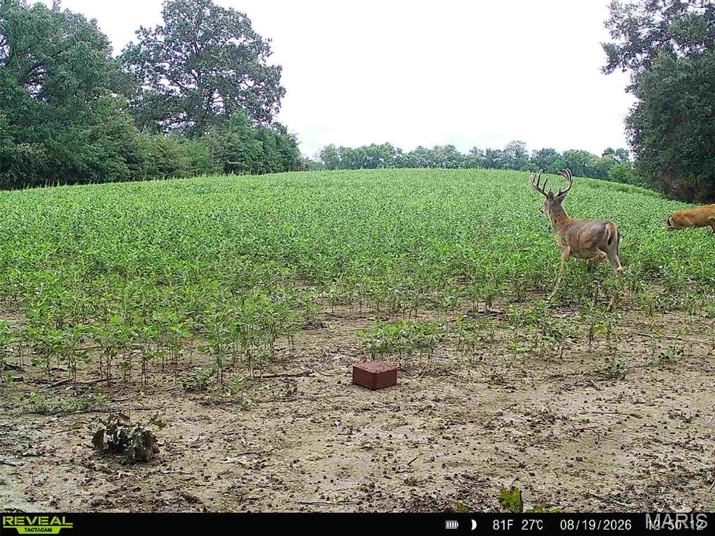 0 293 County Road Kahoka, MO 63445 - Photo 11 of 65 Gallery Image 11