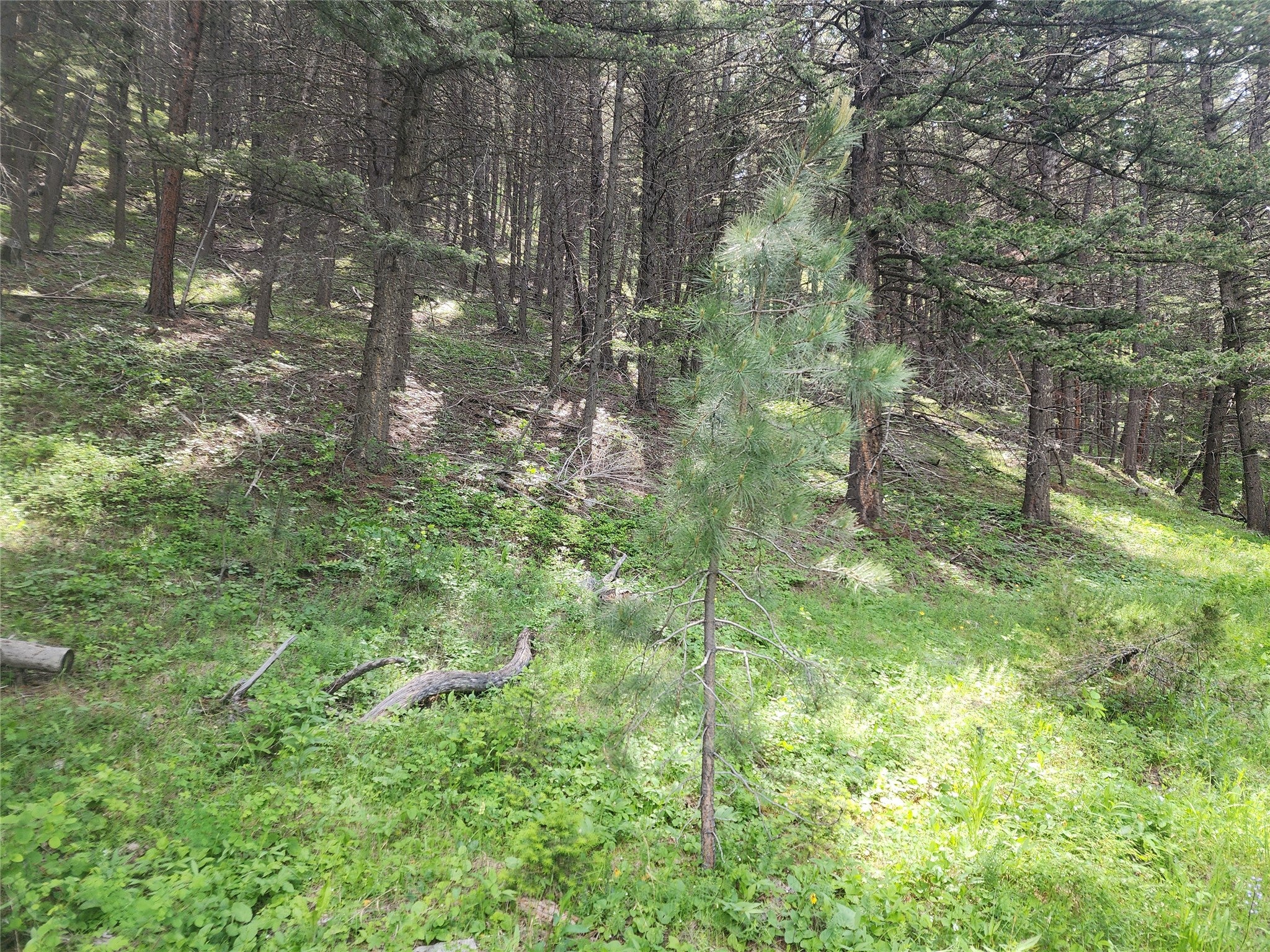 37 Outer Loop Road Cascade, MT 59421 - Photo 9 of 22 Gallery Image 9