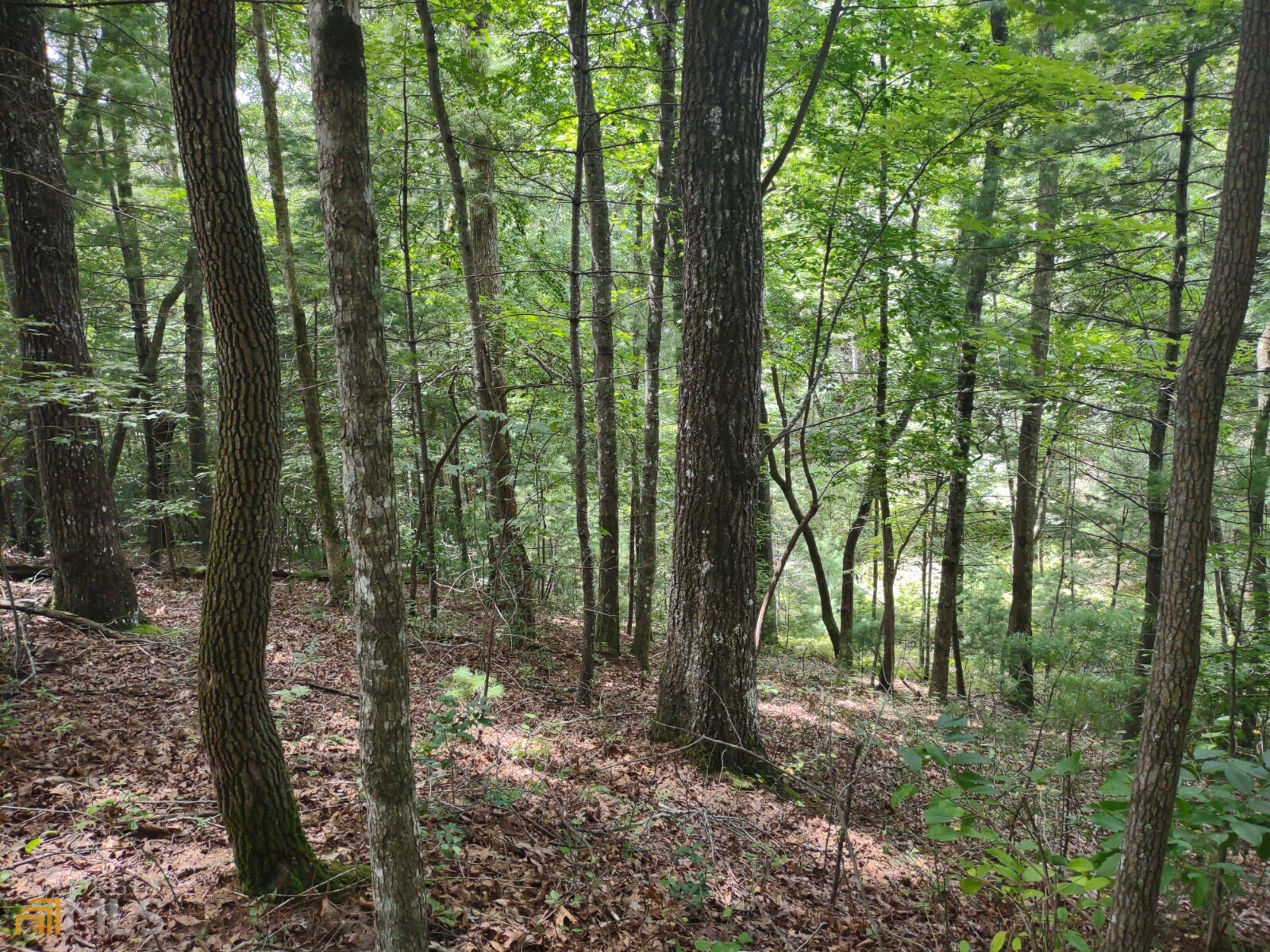 255 Tomahawk Trail Blue Ridge, GA 30513 - Photo 1 of 1 a view of outdoor space and green space
