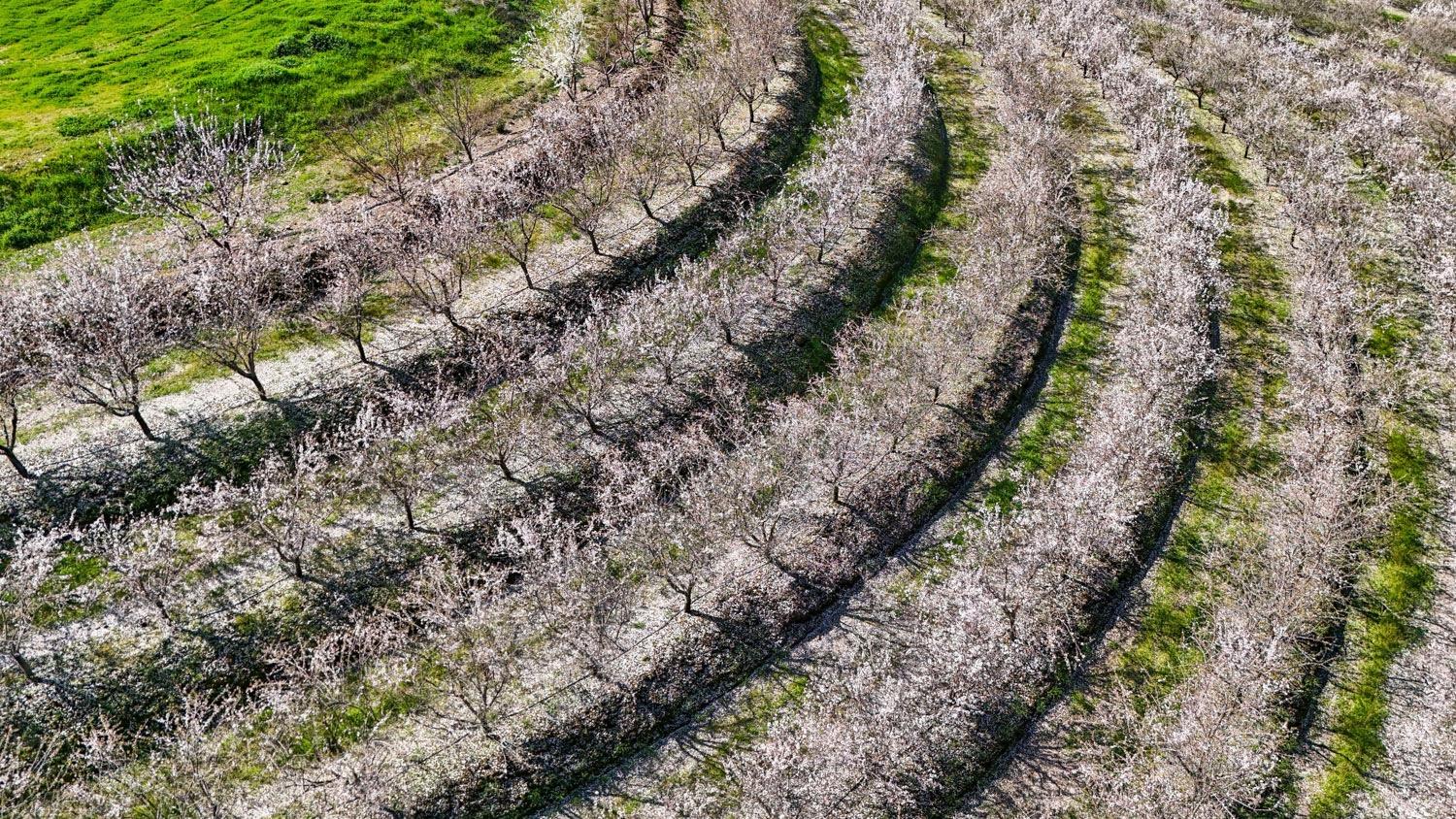 10031 Frankenheimer Road Oakdale, CA 95361 - Photo 25 of 95 a view of a forest with lots of trees