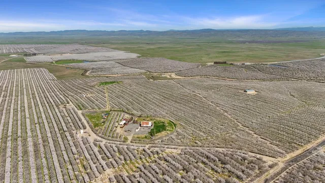 a view of a tree in the background