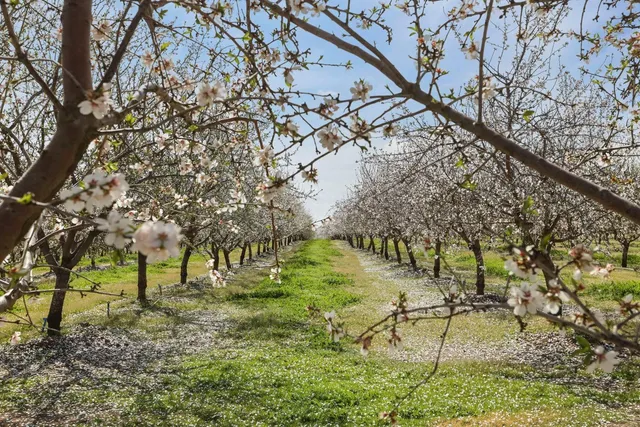 $5,893,000 | 10031 Frankenheimer Road, Oakdale, CA 95361