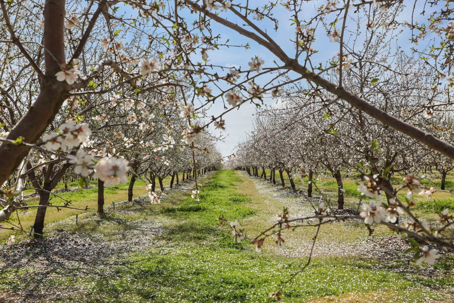 10031 Frankenheimer Road Oakdale, CA 95361 - Photo 85 of 95 a view of yard with green space