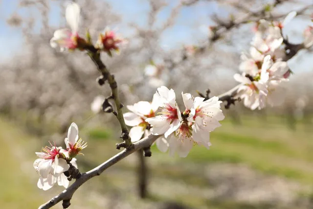 $5,893,000 | 10031 Frankenheimer Road, Oakdale, CA 95361