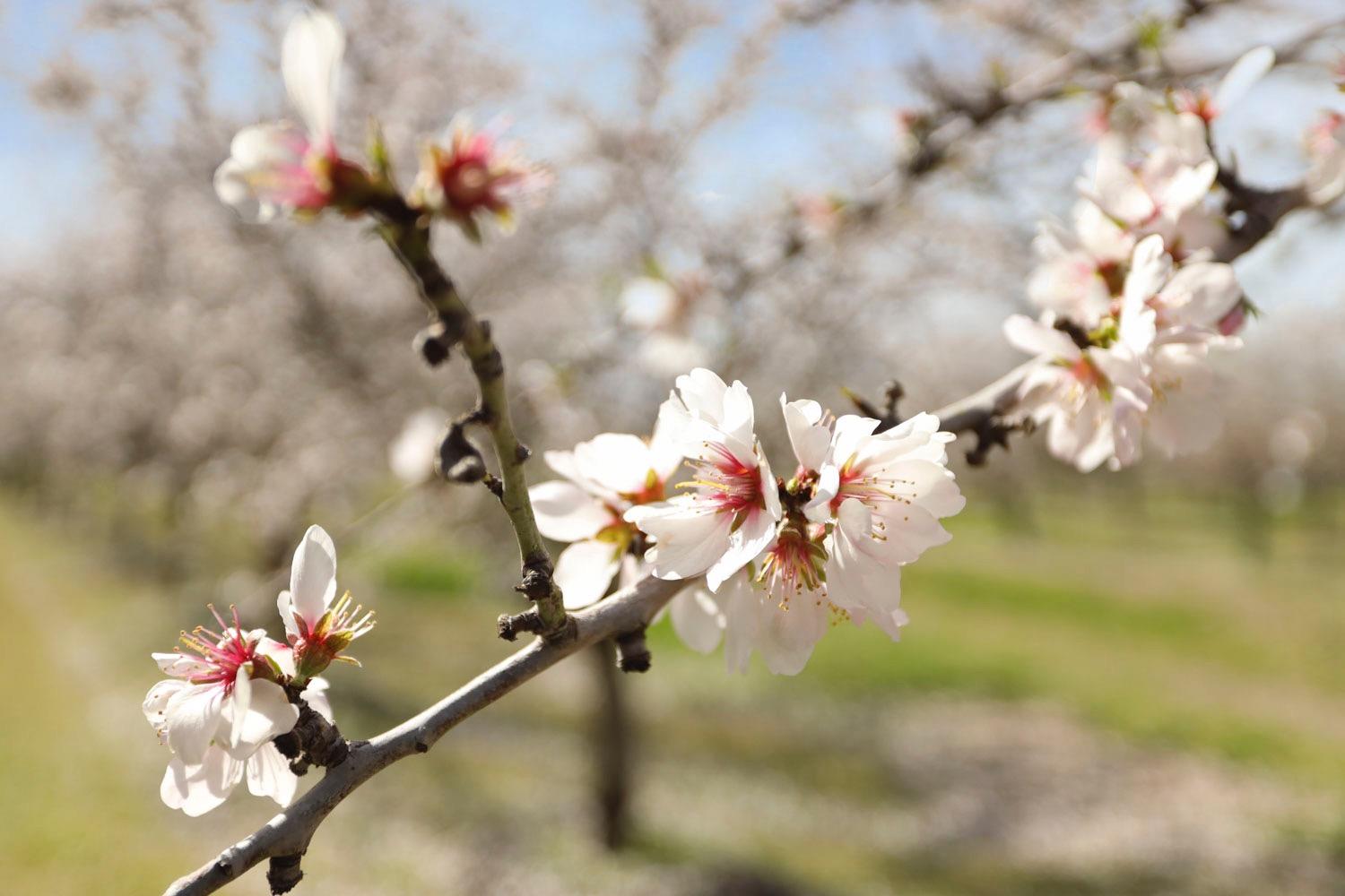 10031 Frankenheimer Road Oakdale, CA 95361 - Photo 87 of 95