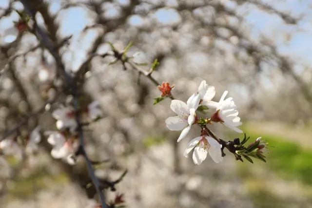 $5,893,000 | 10031 Frankenheimer Road, Oakdale, CA 95361