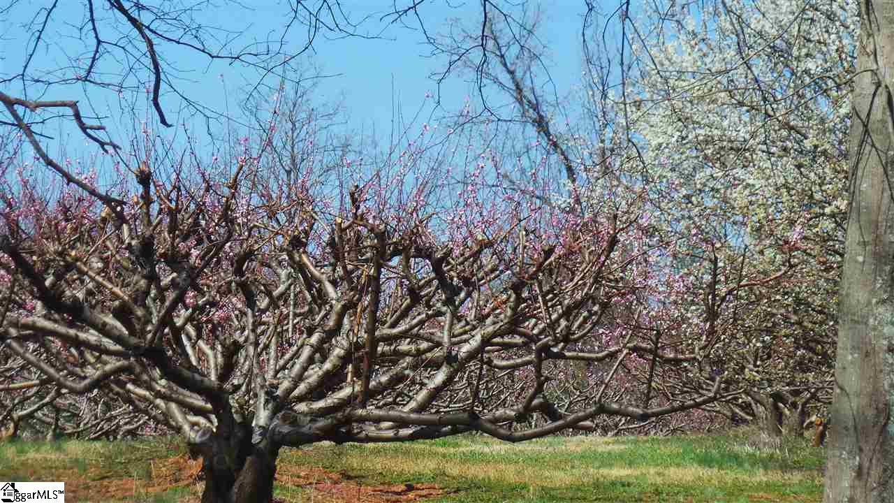 1234 Holly Springs Road Inman, SC 29349 - Photo 14 of 15 You can see the peach orchard from the patio behind the house.
