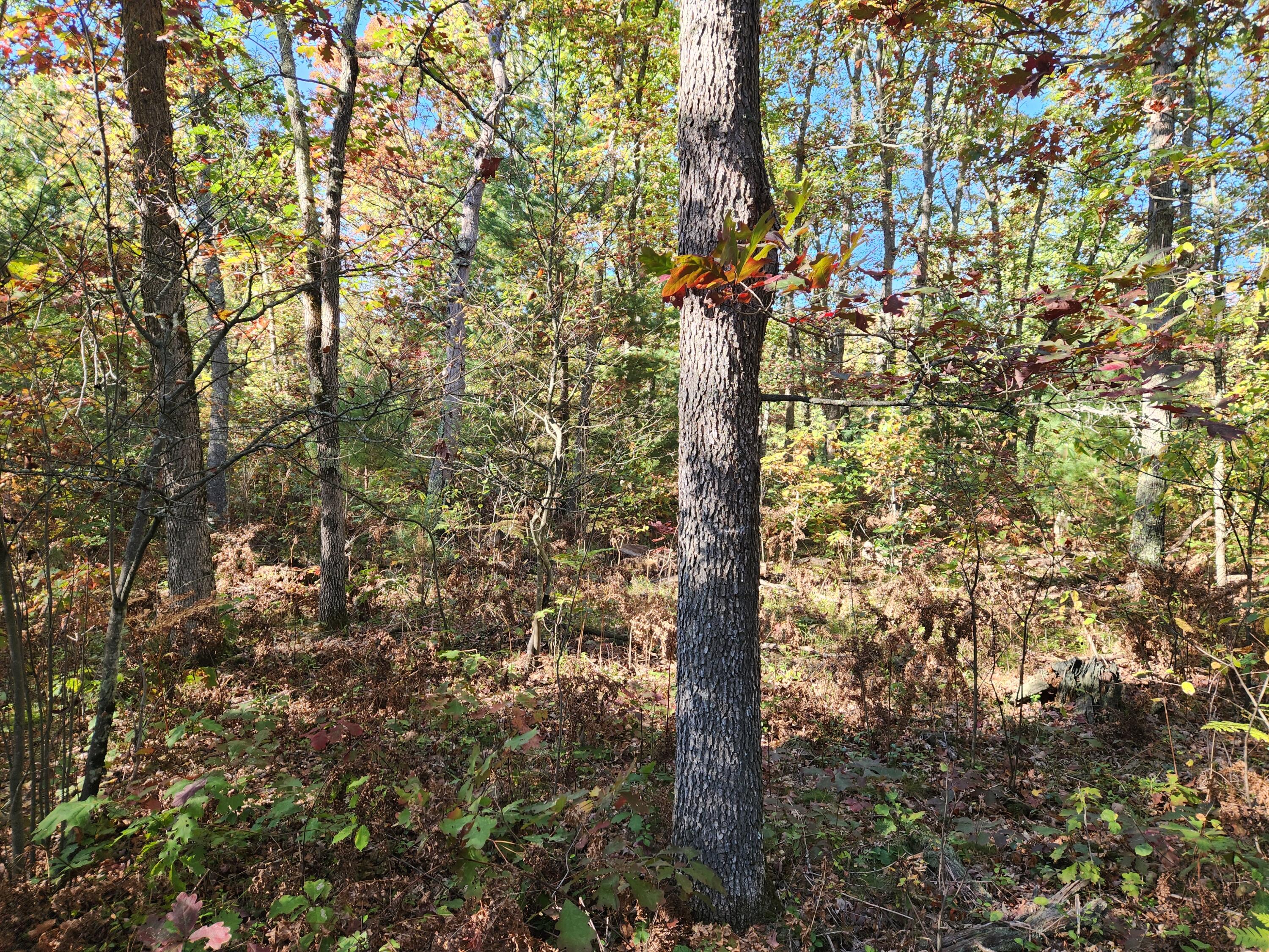 259 South Baker Road Wellston, MI 49689 - Photo 3 of 12 20251012_161056