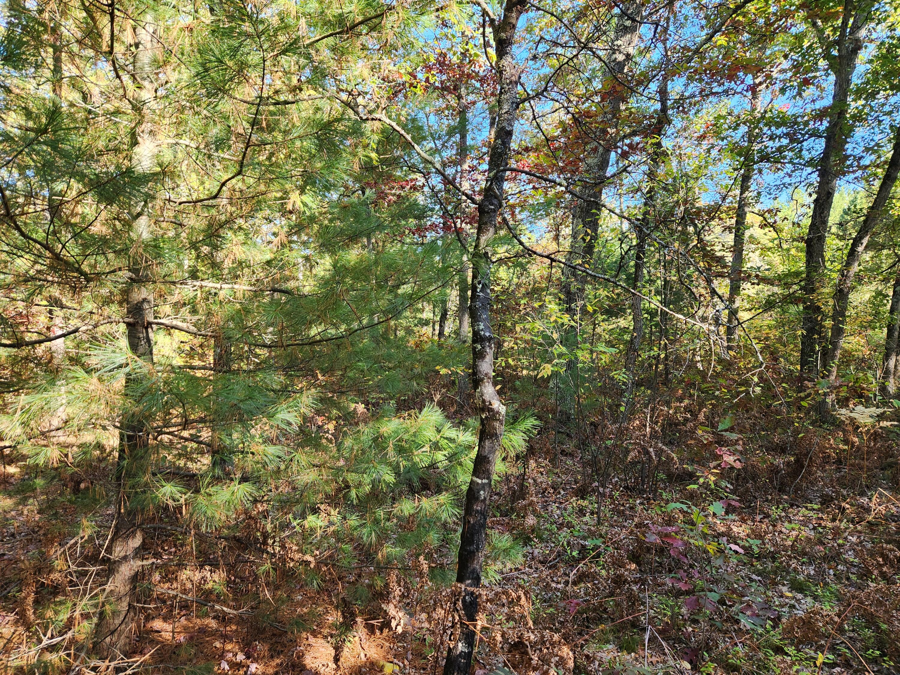 259 South Baker Road Wellston, MI 49689 - Photo 6 of 12 20251012_161046