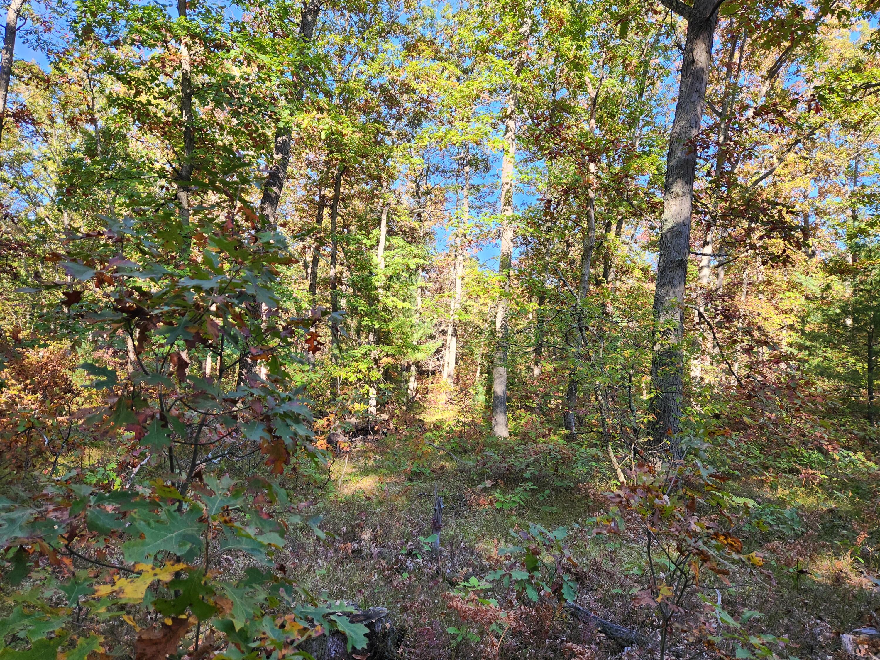 259 South Baker Road Wellston, MI 49689 - Photo 9 of 12 20251012_161412