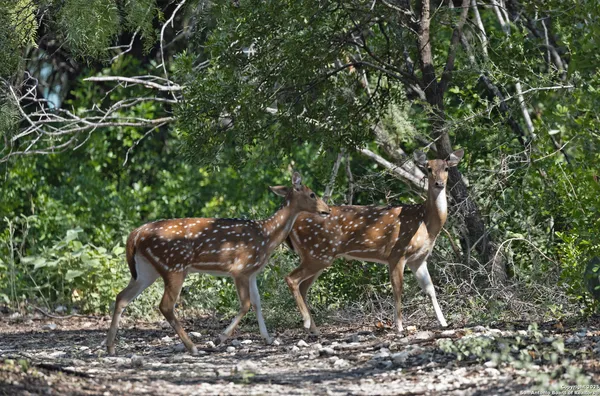 a view of a lake with trees