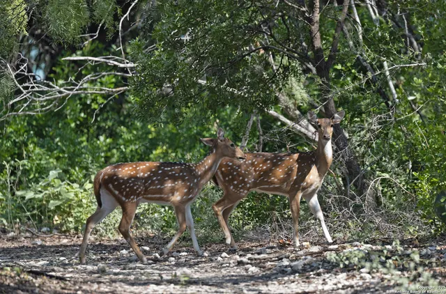a view of a lake with trees