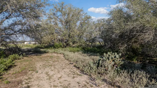 a view of a dry yard with trees