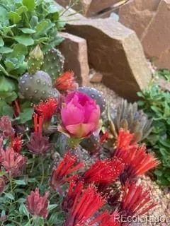a close up of a white flower in a garden