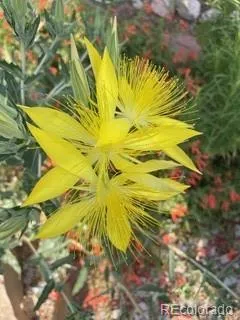 a view of a backyard with table and chairs potted plants