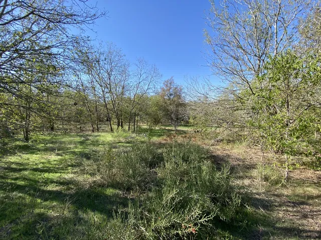 a view of a field with a tree