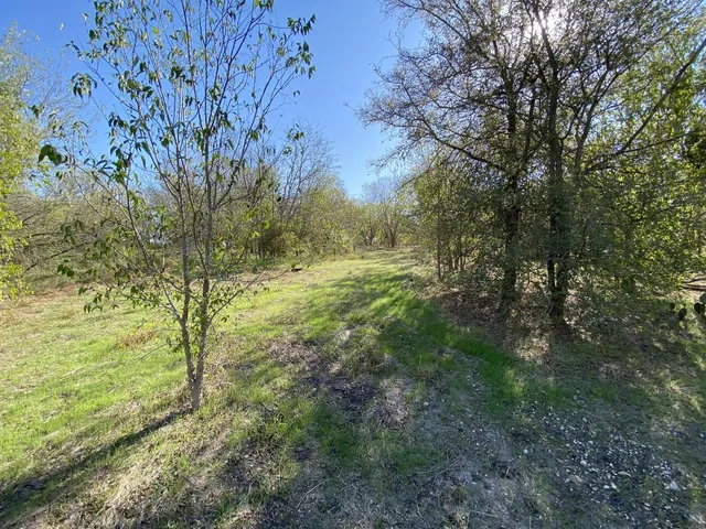 a view of a yard with large trees