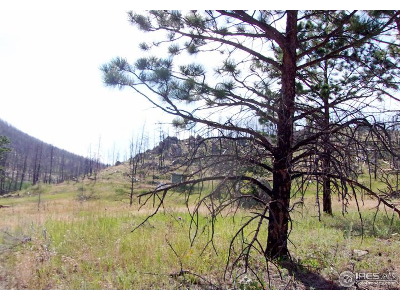 2151 Rist Creek Road Bellvue, CO 80512 - Photo 12 of 20 Lot view