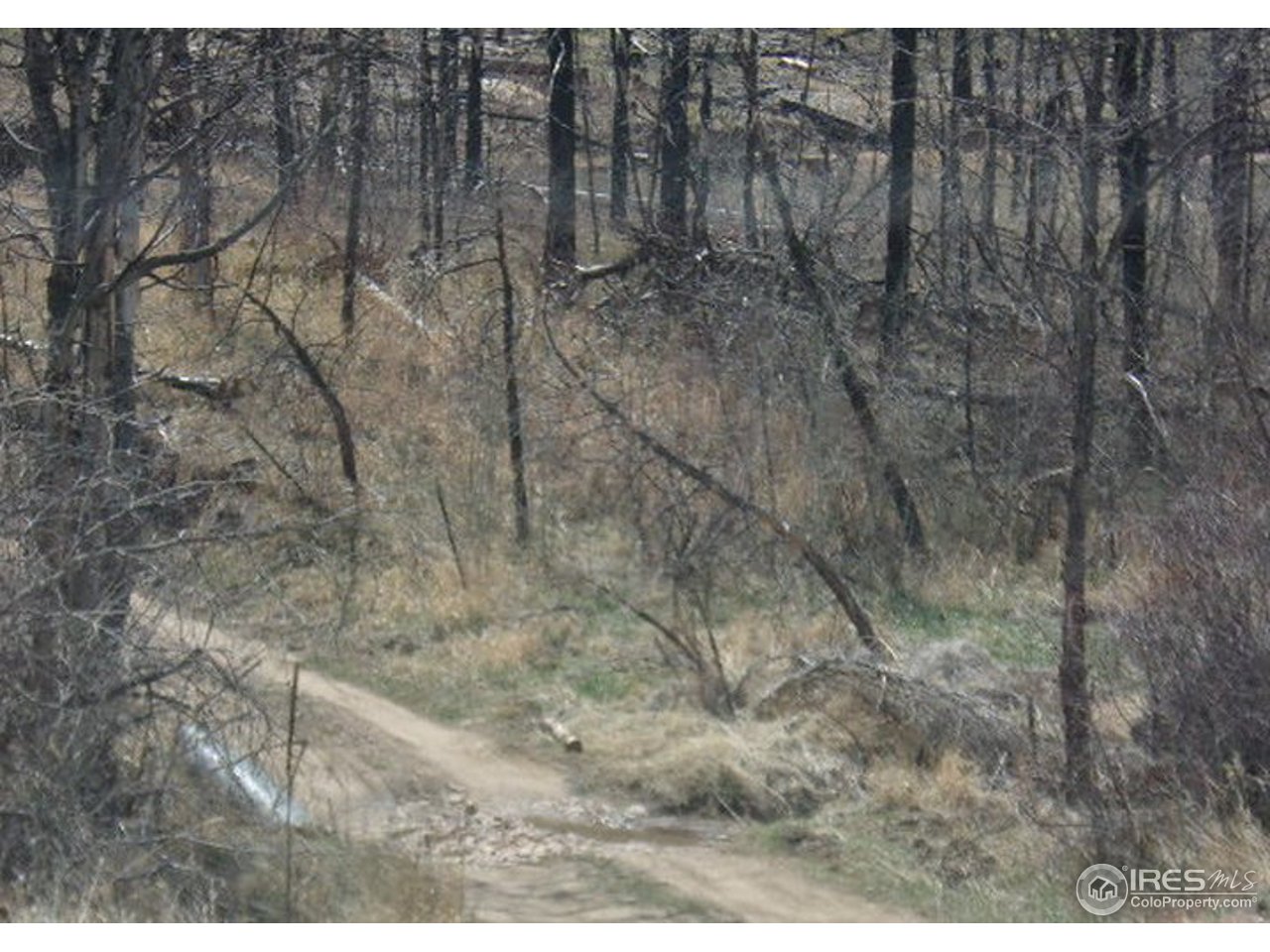 2151 Rist Creek Road Bellvue, CO 80512 - Photo 19 of 20 Road to property