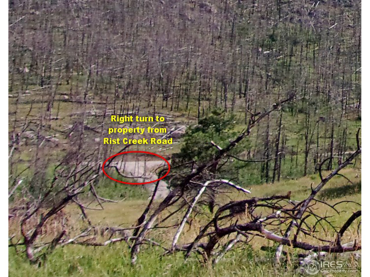 2151 Rist Creek Road Bellvue, CO 80512 - Photo 4 of 20 Road to property
