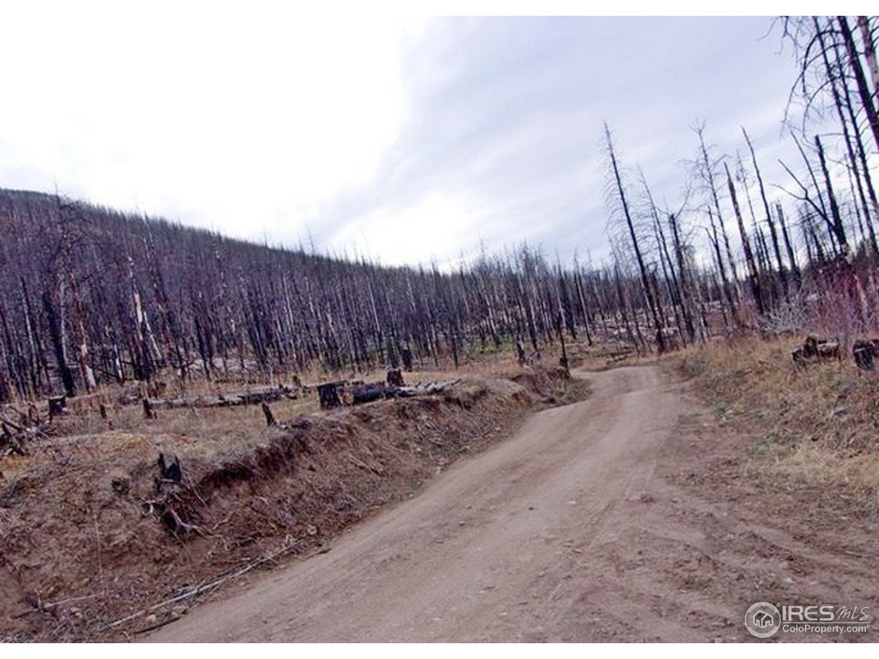 2151 Rist Creek Road Bellvue, CO 80512 - Photo 7 of 20 Road to property