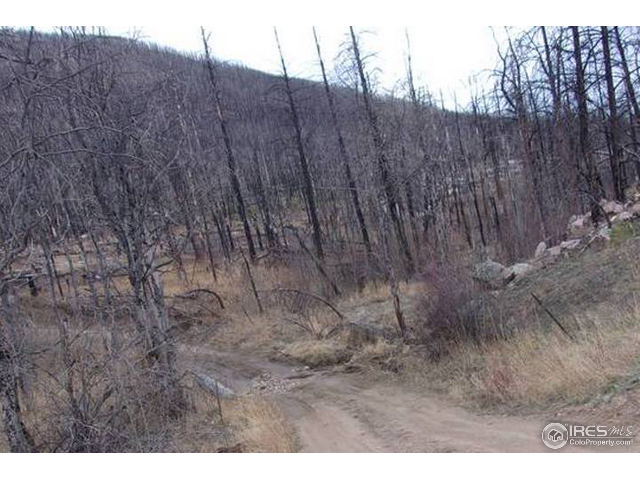 2151 Rist Creek Road Bellvue, CO 80512 - Photo 10 of 20 Road to property