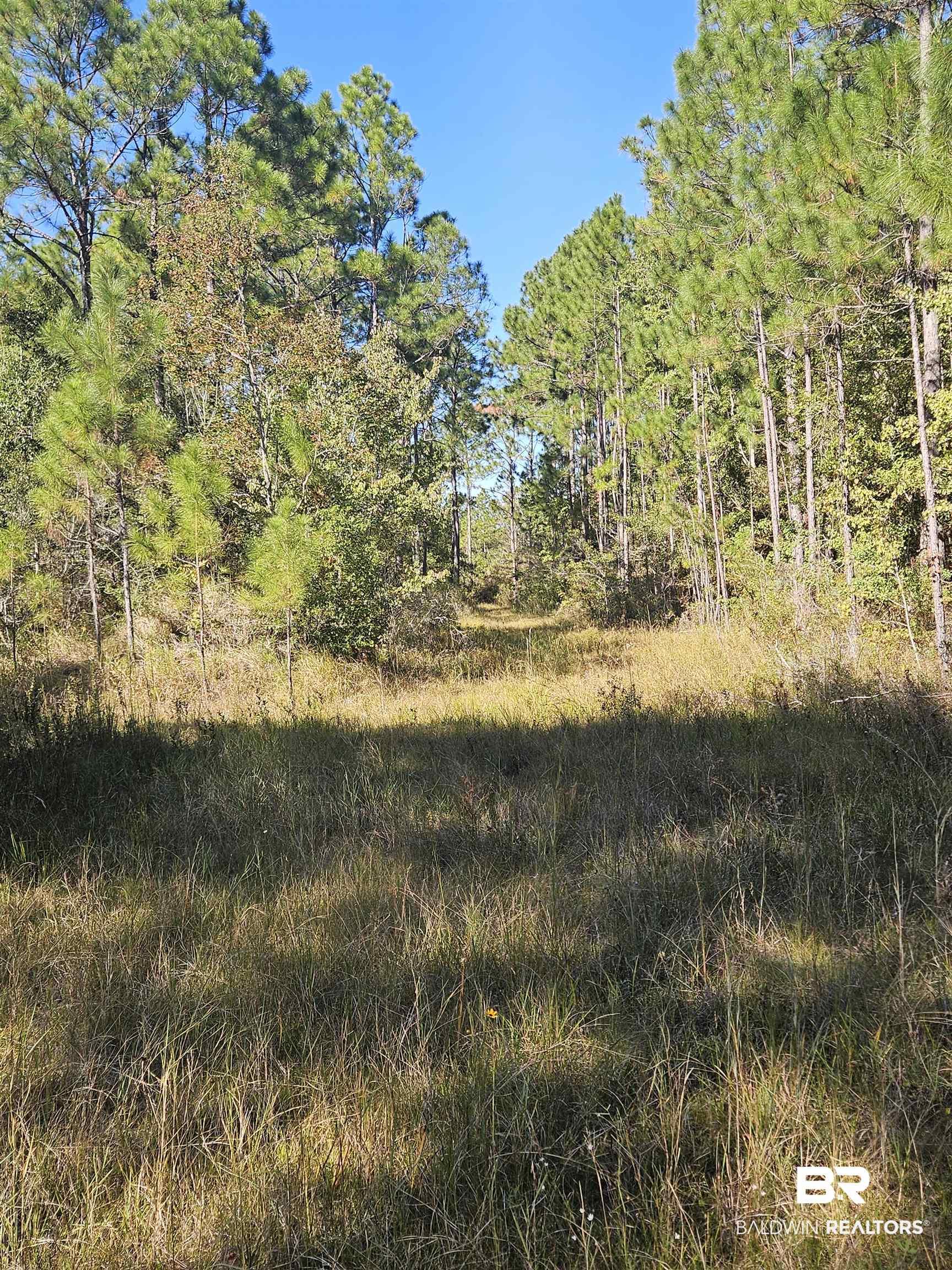 14780 Bellingrath Road Coden, AL 36523 - Photo 4 of 10 View of local wilderness
