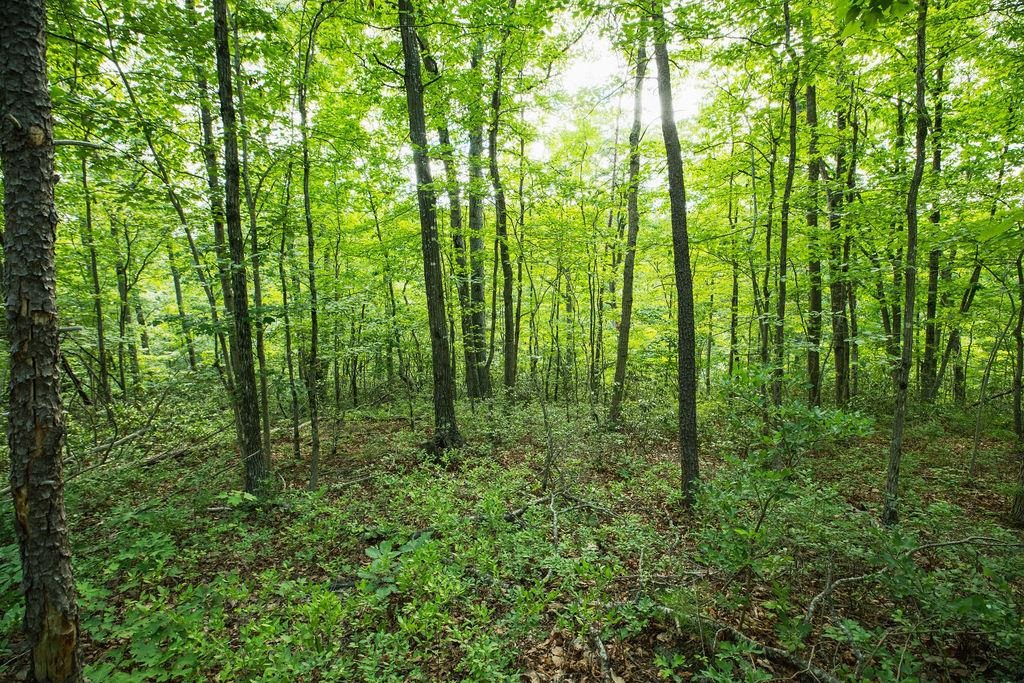 Tbd Calf Mountain Road Waynesboro, VA 22980 - Photo 26 of 36