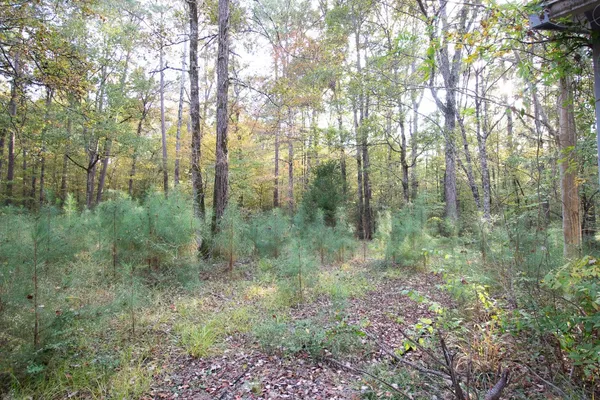 a view of a lush green forest