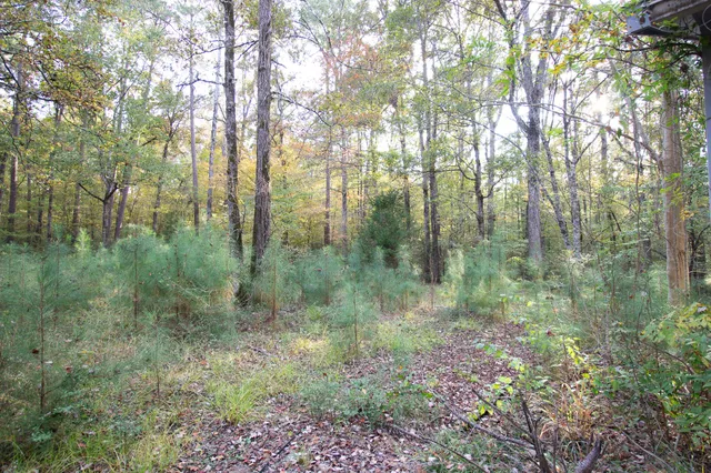a view of a lush green forest
