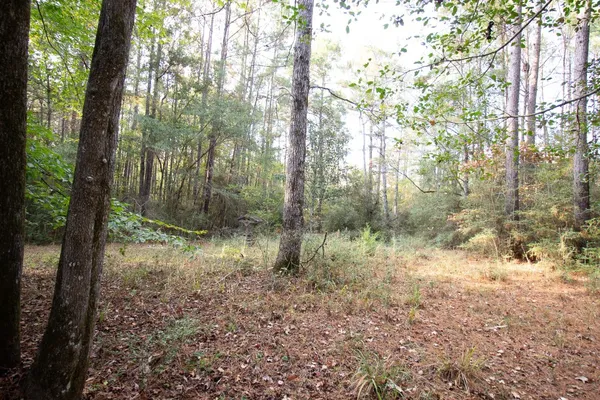 a view of a forest with trees in the background