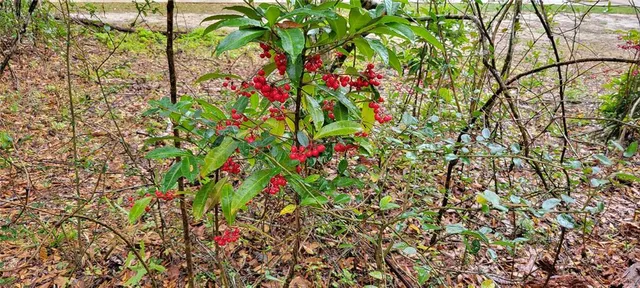 a close up of a tree
