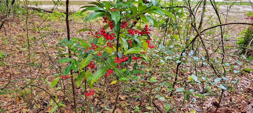 1260 Southwest 91st Street Gainesville, FL 32607 - Photo 4 of 8 a close up of a tree