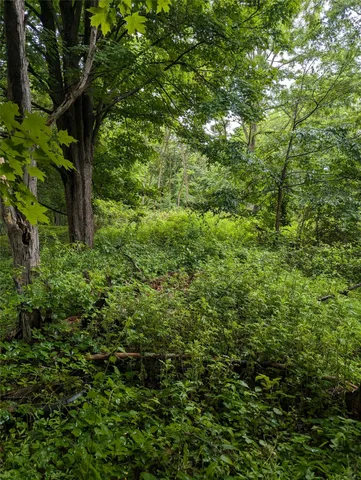 a view of a lush green forest