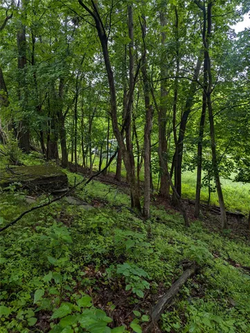 a big yard with lots of green space and deers
